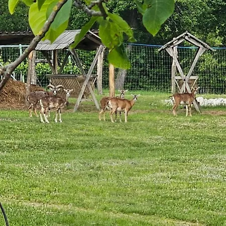 Darya Pince Tormafolde