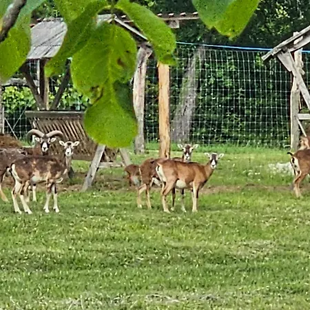 Darya Pince * Tormafolde